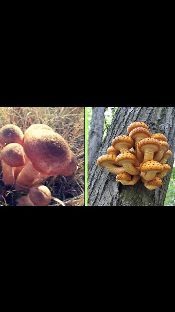 Collection of mushrooms