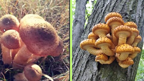 Collection of mushrooms