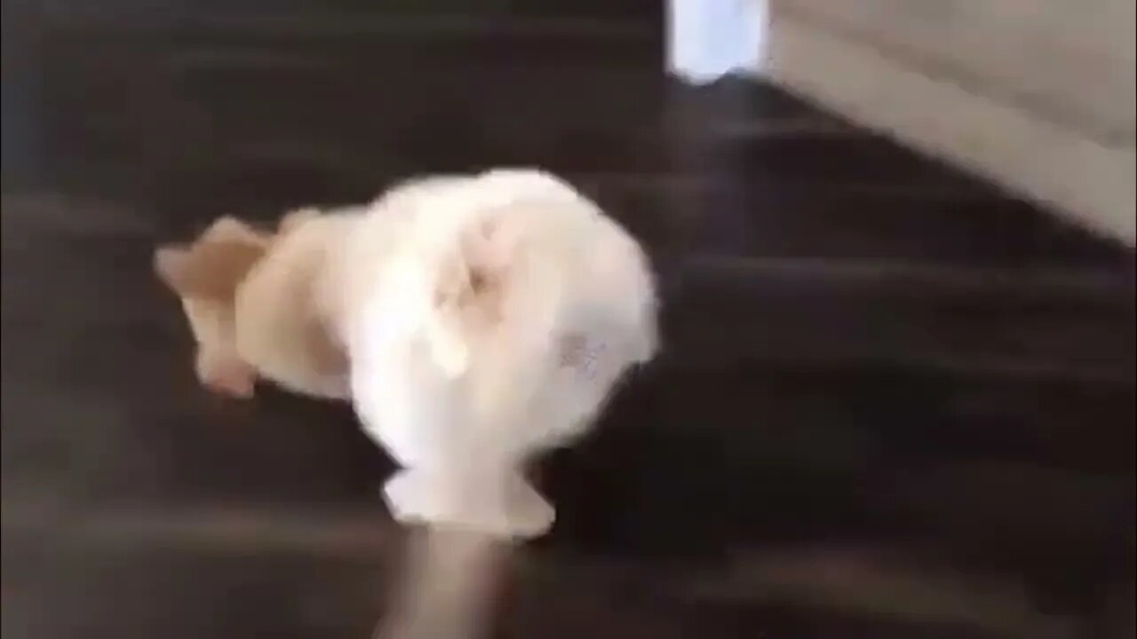 HUMAN! HI! WHAT'S U --O-- HI FREN