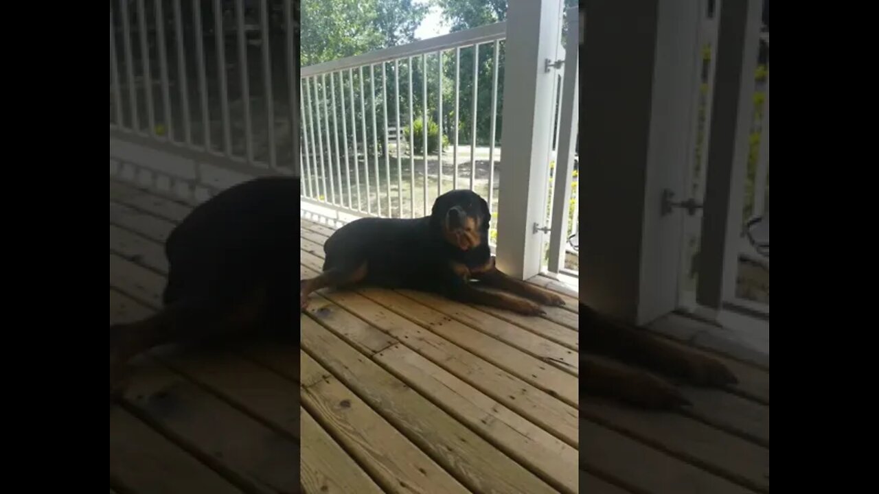 Rottweiler ASMR#Shorts #rottweiler๐๐๐๐