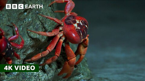 50 Million Red Crabs Take An Epic Trek to the Coast | Perfect Planet | 4K UHD | BBC Earth