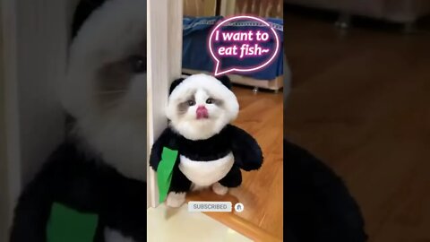 funny cat videos | cute cat videos| cute animals funny cats #shorts #shortsfunny #cutecat #funnycat