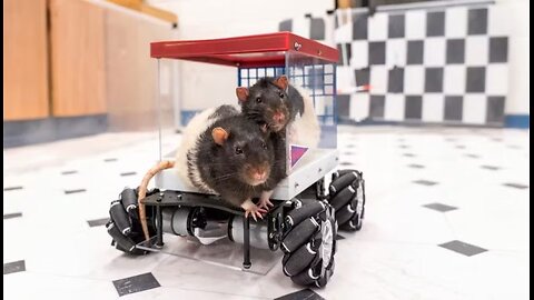 Scientist Teaches Lab Rats to Drive