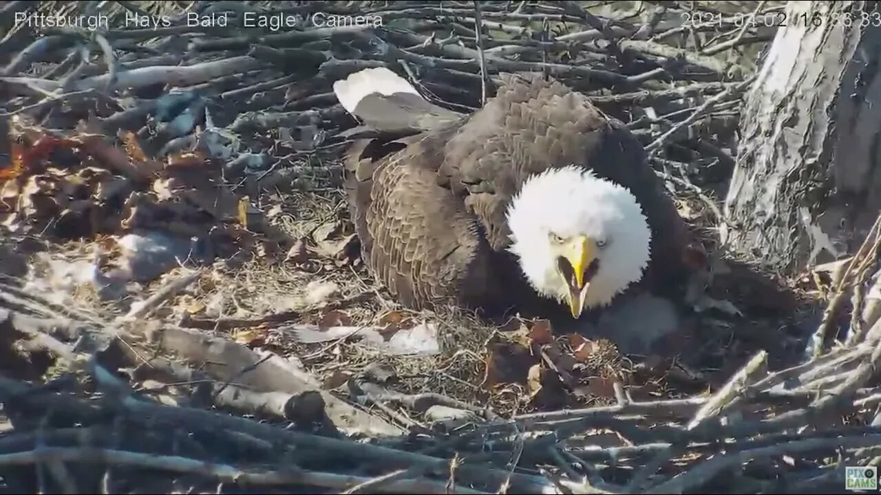 Hays Eagles Dad brings in a live Trout Dad Jumps ! 2021 04 02 15:36