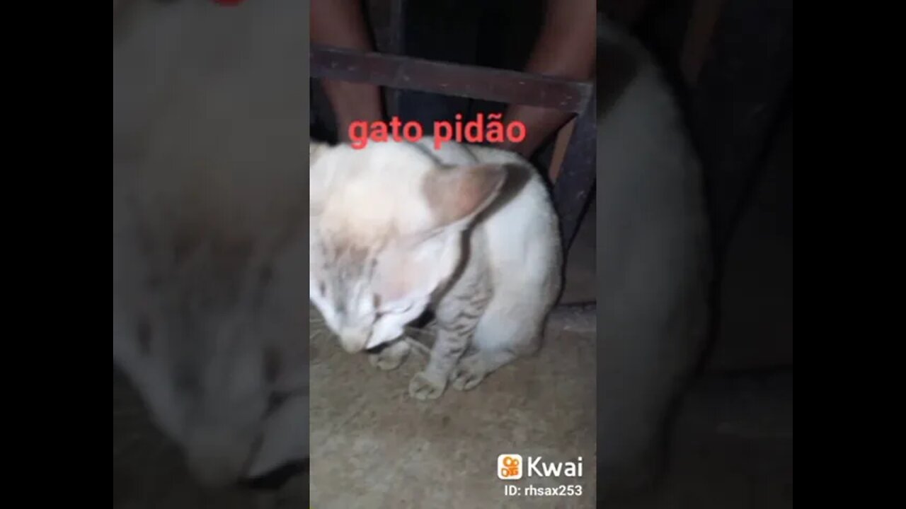 veja esse gato pidão#shorts