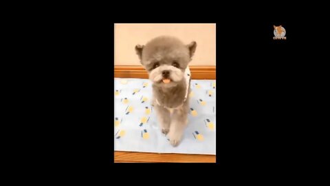 Cute and Funny Cat Videos to Keep You Smiling! 🐱