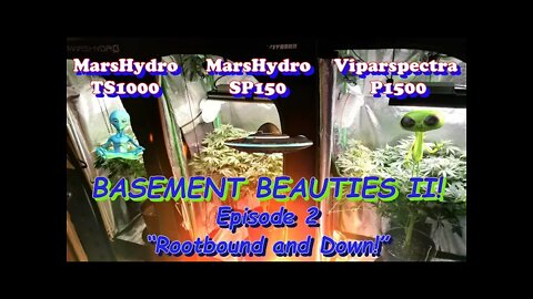 Basement Beauties 2 Side by Each! Ep.2 #MarsHydro #Viparspectra 👽 #NorthGenetics #Vivosun #420 🔨🔨
