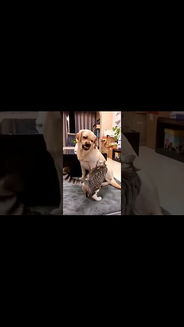 Wait For The End…! 🐶🐱😂 | #dog #cat #funny #cute