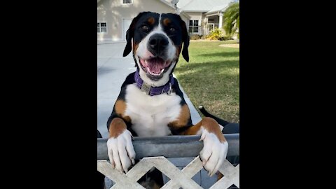 Dogs and Cat reaction to food really funny.