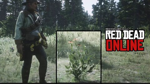 RDR2 Online 🌼 Bitterweed