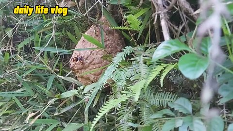 Burning wild bees is very root daily life vlog