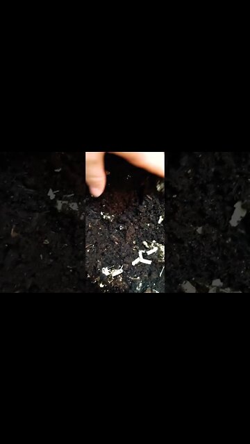 setting up a compost worm bin indoors