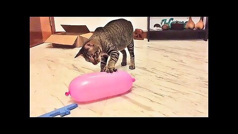 Cat Reaction to Playing Balloon - Funny Cat