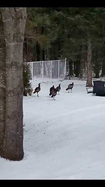 Les dindons de la peur