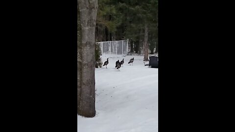 Les dindons de la peur