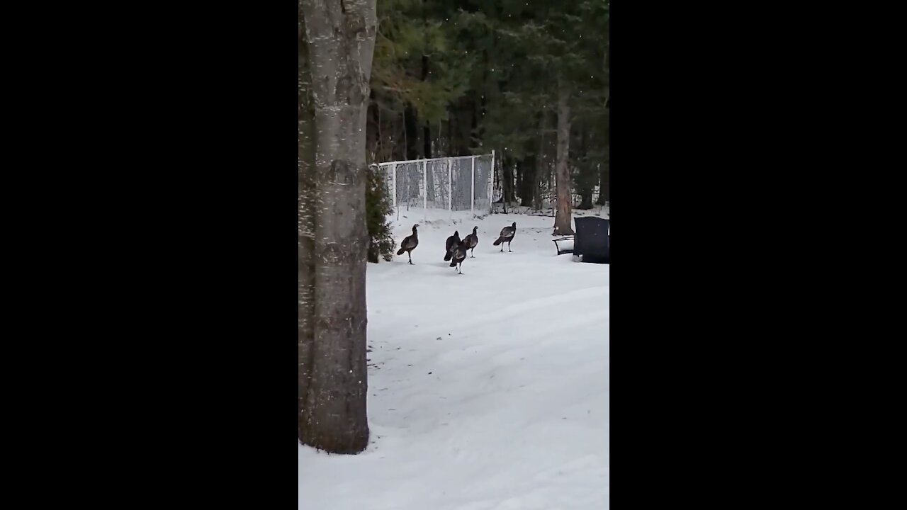 Les dindons de la peur