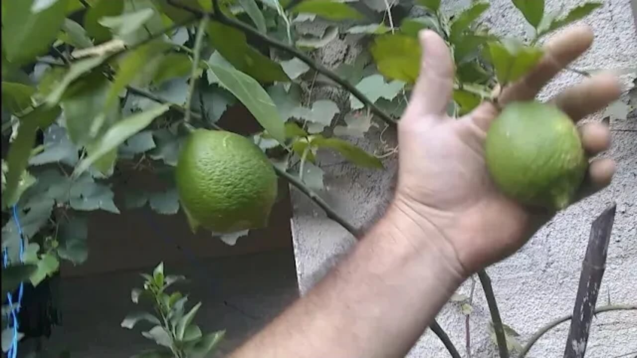 preços de frutíferas com frutos em Niterói RJ