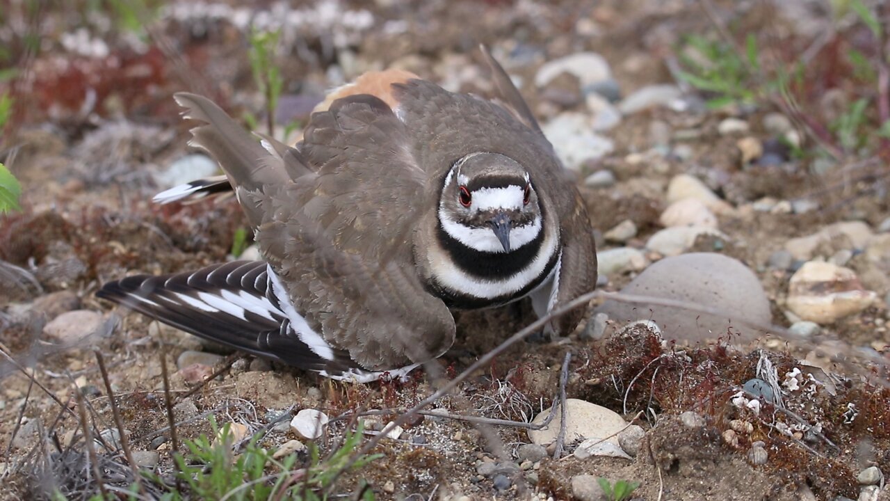 Killdeer nest