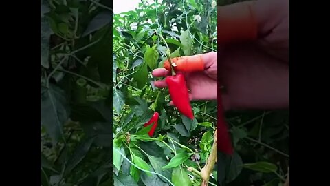 Amazing smart technique