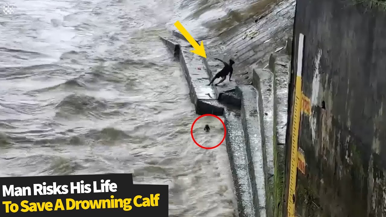 Heroic man risks his life by diving into a choppy river to save a calf | Baby cow animal rescue