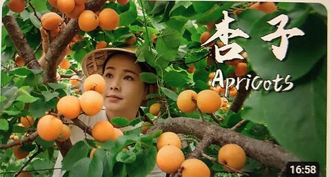 Apricots, the unique sweet and sour taste of summer