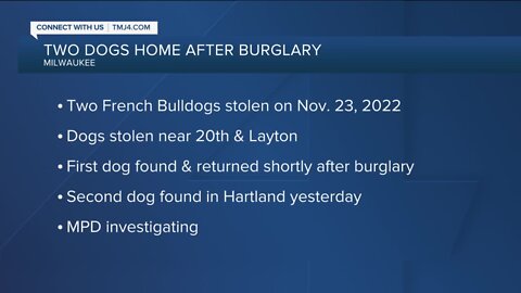 Two French Bulldogs returned to owner following armed robbery