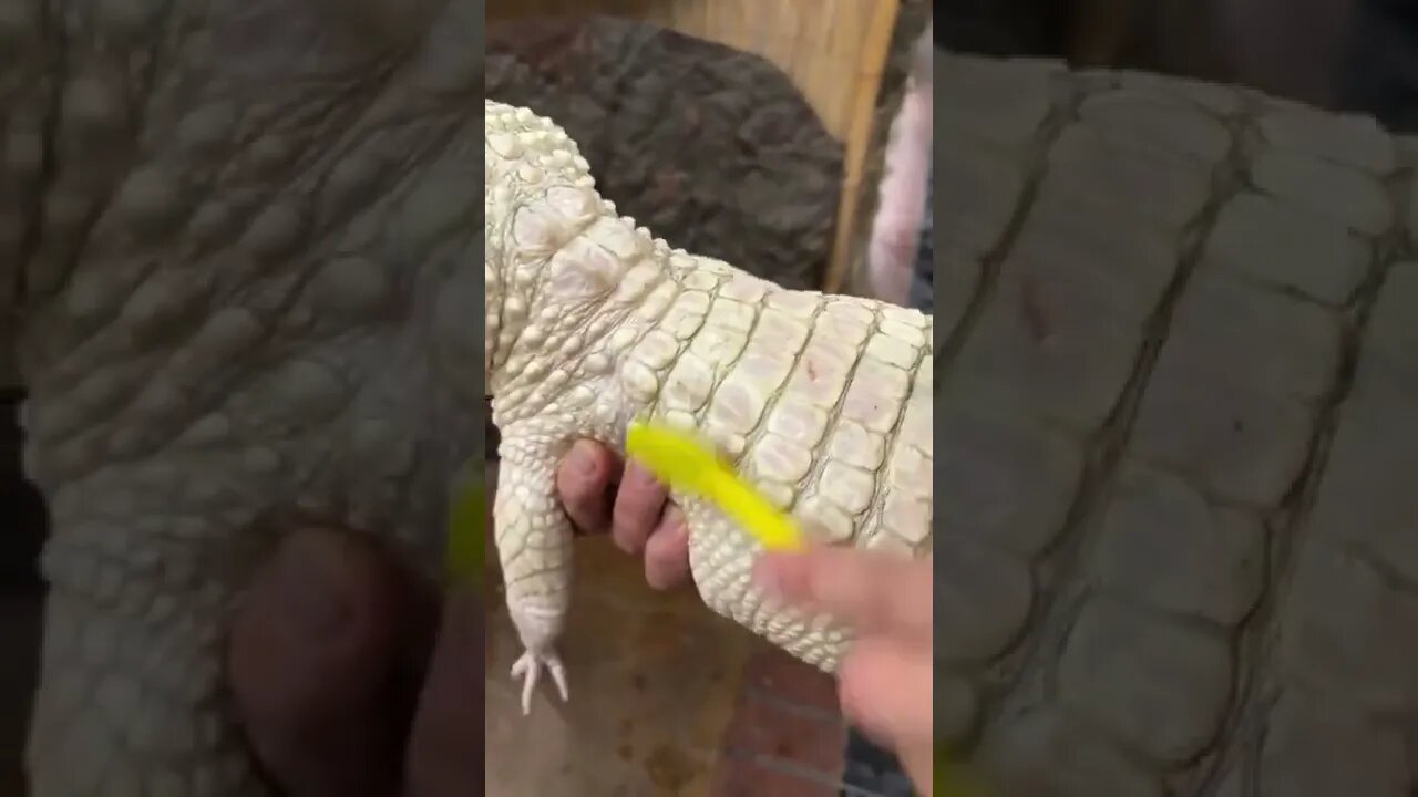 What an alligator needs for happiness