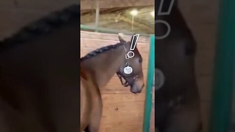 Horse LOVES getting scratched #zoobox #funny #nonsense #horse #scratch