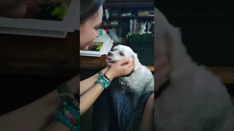 dog