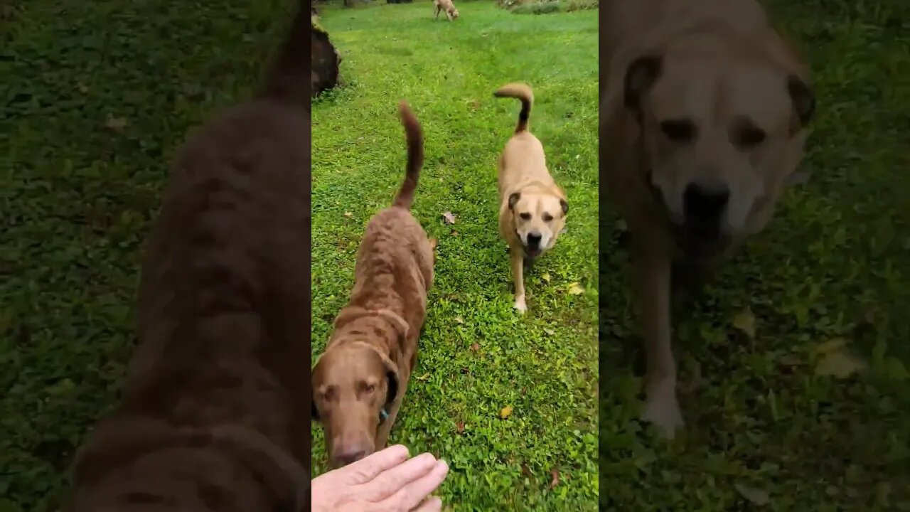 Practicing our group down/stays... #chesapeakebayretriever #labhusky#downstay #obediencedogtraining