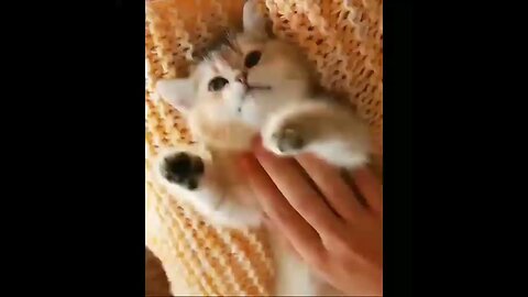funny animals