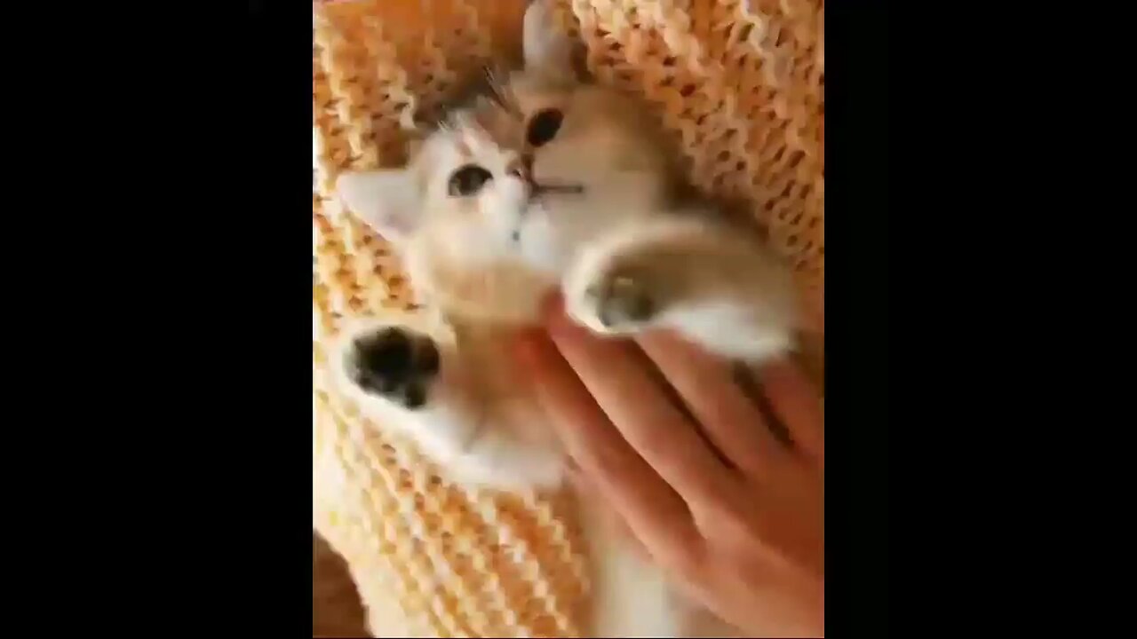 funny animals