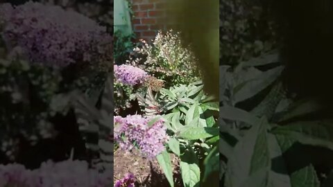 Butterfly Bush and Bee looking thing