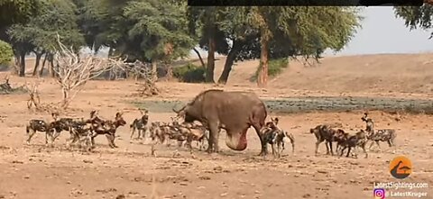 Wild Dogs Pop Huge Pimple on Buffalo