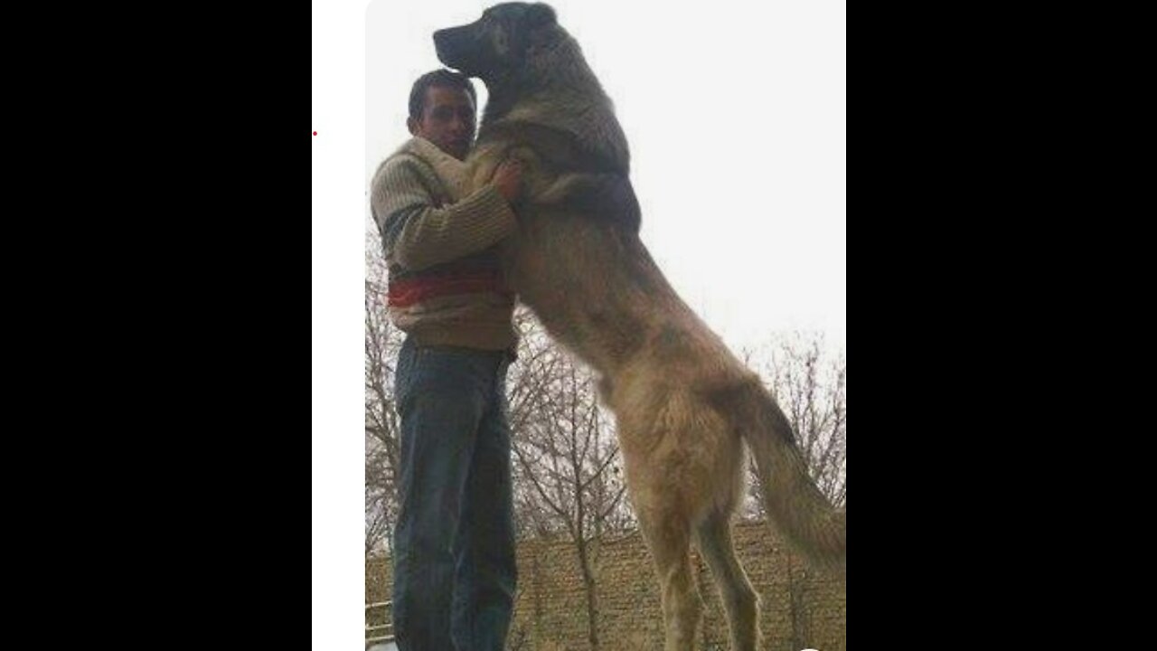 Feeding Giant Dogs!