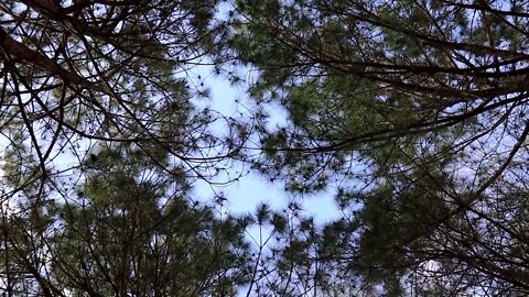 Nature Trees1 p1