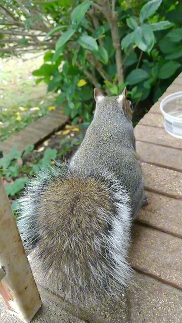 Mika The Adorable Squirrel 🐿️❤️.