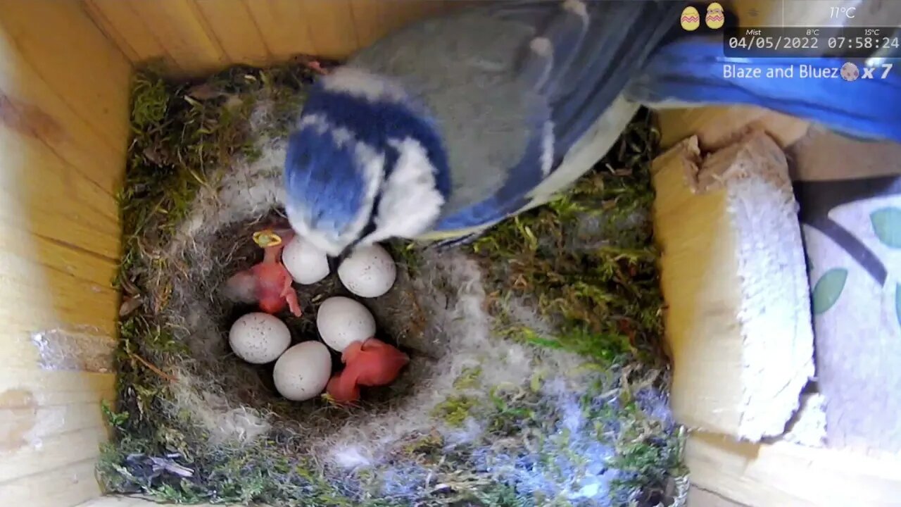 Blue Tit Father Feeds his Newborn for the First Time