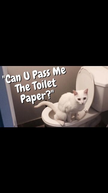 #Shorts Cat Pees Outside The Litter Box | Funny Cat