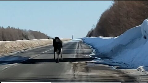 Un orignal à deux reprises sur l'autoroute 73