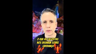 Insight 11/365 - O Que Líderes Podem Aprender Com Lagostas