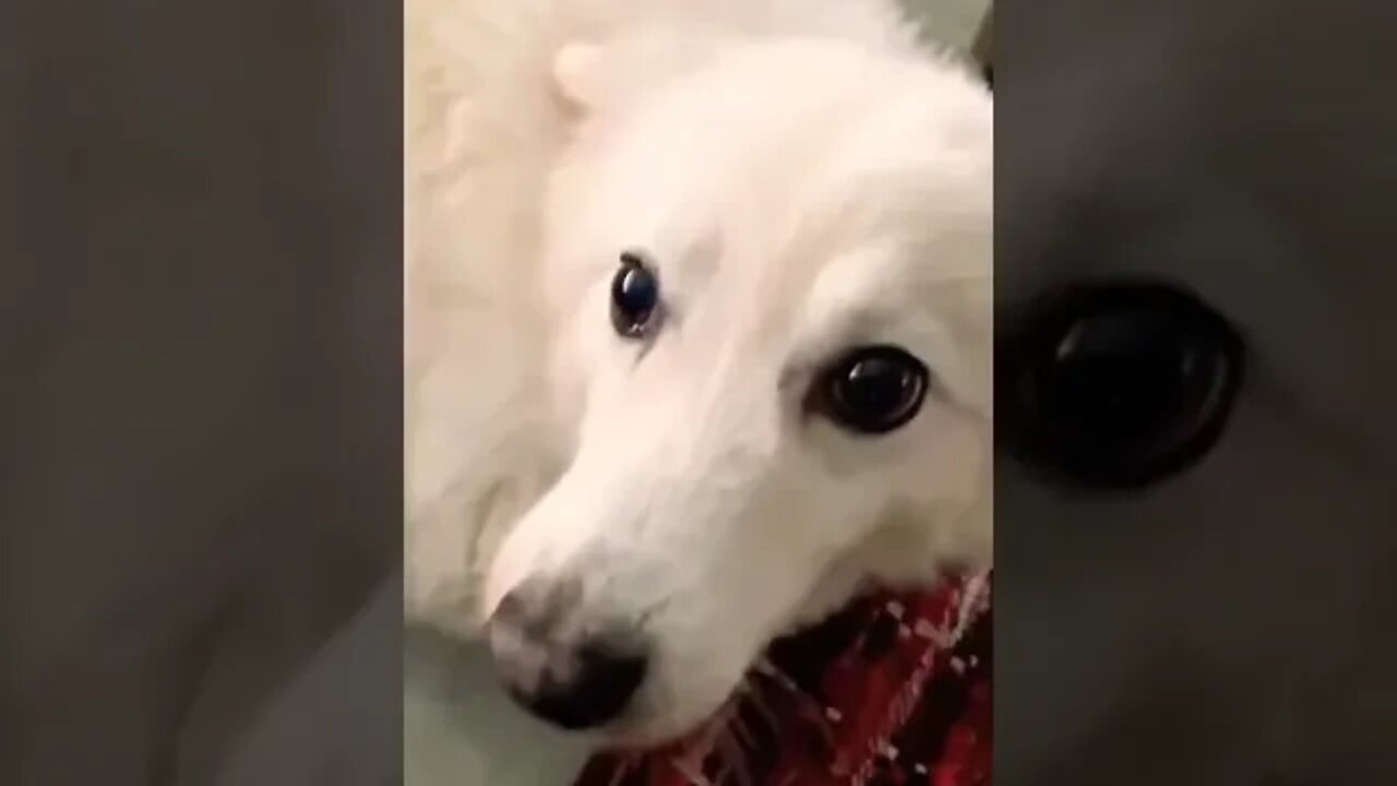 watch till the end for a chonky surprise 🤣 #shorts