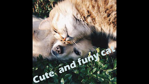 cute cat with angry dog