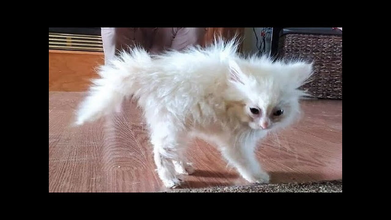 Funny animals - Funny cats dogs - Funny animal videos