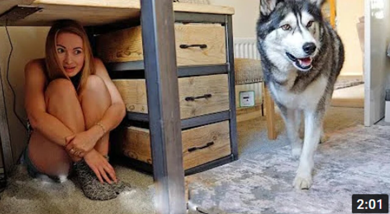 Best Funny Animals Video 2022 - Newest Cats😹 and Dogs🐶 Videos of the Week! #41