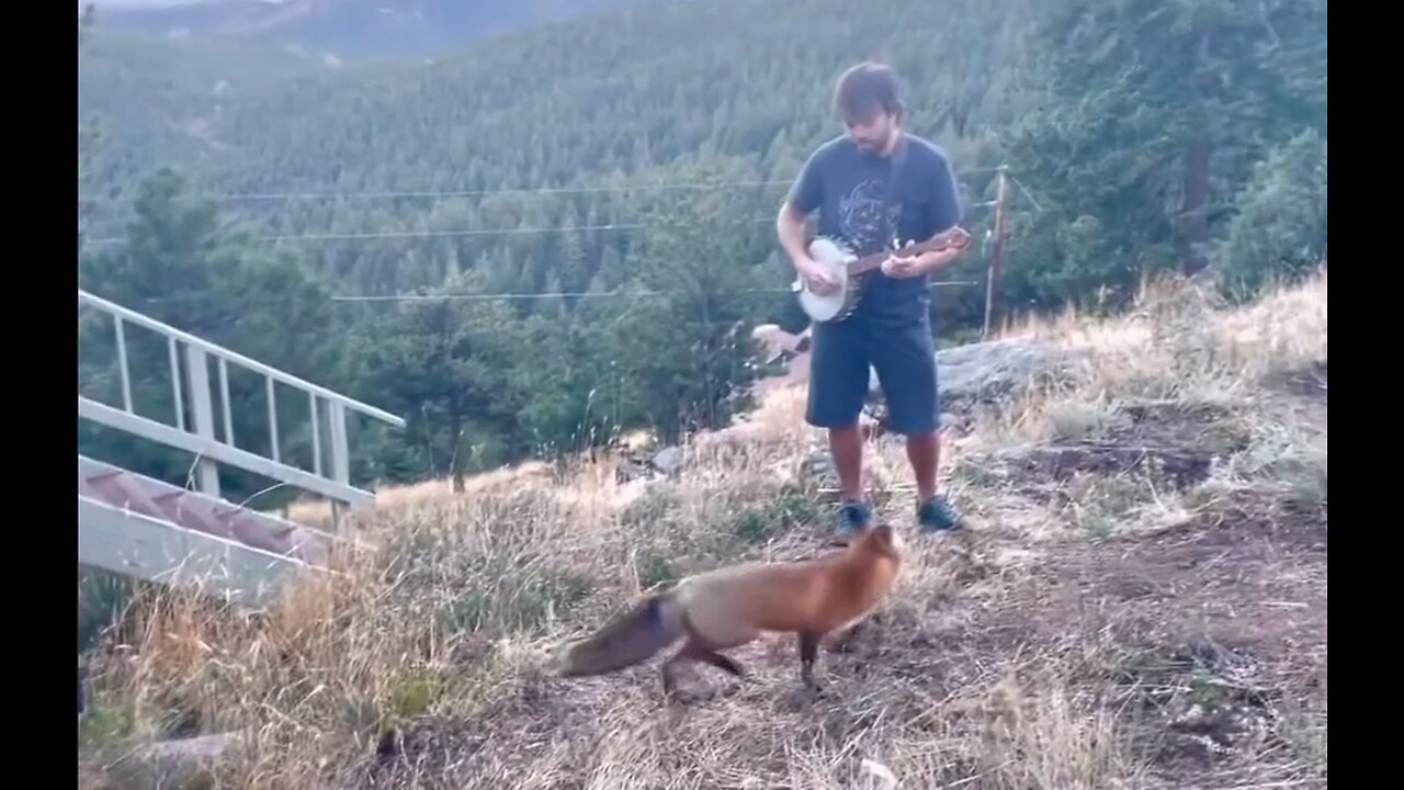 Friendly Fox Swings in to Enjoy a Lttle Blue Grass High in the Foothills of the Blue Ridge Mountains