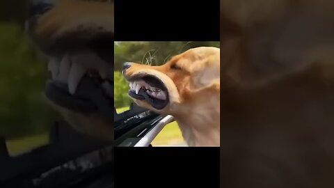 funny animals🤣 video #shorts #funny#dog