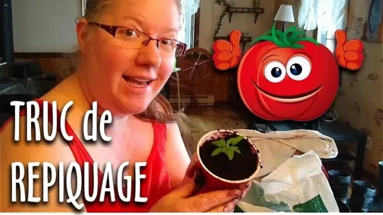 🍅 Un TRUC IMPORTANT pour vos REPIQUAGES de plants de TOMATES #154