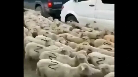 😂😂😂 Спецпідрозділ 🐏 кадирова 🐏