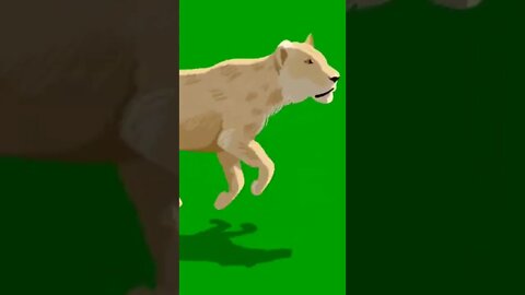 Mundo Animal / Animais Velozes em Desenho #shorts